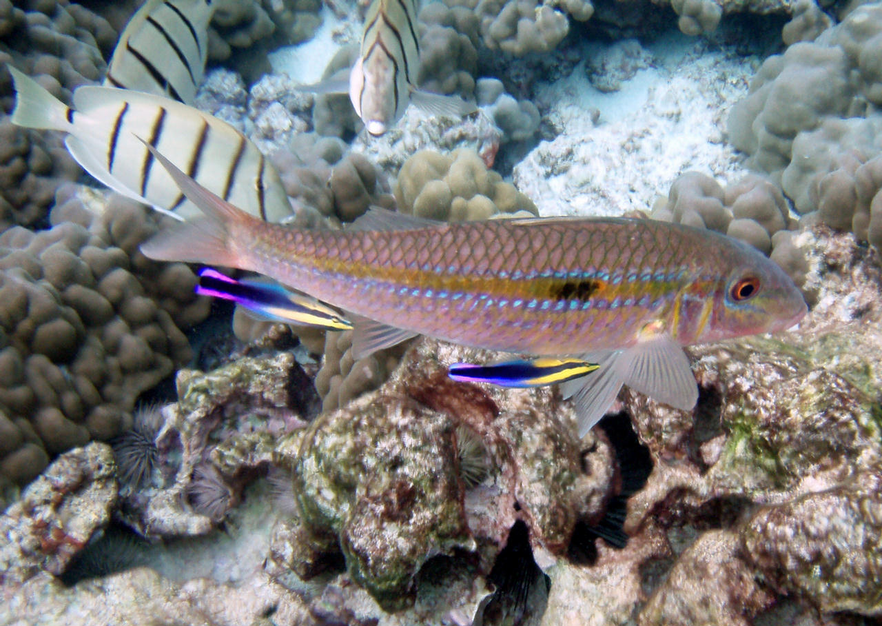 Mulloidichthys flavolineatus